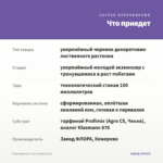Плектрантус Тroy's Gold (0,1л) — что приедет