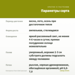 Плектрантус Тroy's Gold (срез/1шт) — параметры сорта
