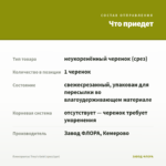 Плектрантус Тroy's Gold (срез/1шт) — что приедет
