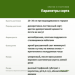 Плектрантус Вариегатный/Комнатная Мята (0,1л) — параметры сорта