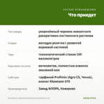 Плектрантус Вариегатный/Комнатная Мята (0,1л) — что приедет