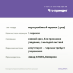 Плектрантус Вариегатный/Комнатная Мята (срез/1шт) — что приедет
