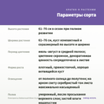 Плектрантус Войлочный Silver (0,1л) — параметры сорта