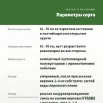 Плектрантус Войлочный Silver (0,1л) — параметры сорта