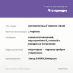 Плектрантус Войлочный Silver (срез/1шт) — что приедет