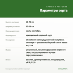 Плектрантус Войлочный Silver (срез/1шт) — параметры сорта