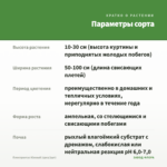 Плектрантус Южный (срез/1шт) — параметры сорта