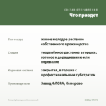 Плющ Арборесценс обыкновенный — что приедет