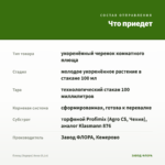 Плющ (Хедера) Анна (0,1л) — что приедет