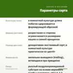 Плющ (Хедера) Анна — параметры сорта