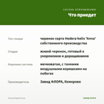 Плющ (Хедера) Анна — что приедет