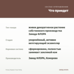 Плющ (Хедера) Голд Чайлд — что приедет