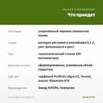 Плющ (Хедера) Мона Лиза (0,1л) — что приедет