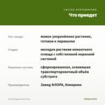 Плющ (Хедера) Мона Лиза — что приедет