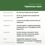 Полынь (Артемизия) Кола (0,1л) — параметры сорта