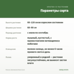 Полынь (Артемизия) Кола (0,1л) — параметры сорта
