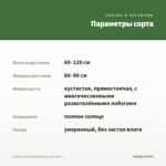 Полынь (Артемизия) Кола (срез/3шт.) — параметры сорта