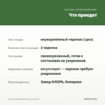 Полынь (Артемизия) Кола (срез/3шт.) — что приедет