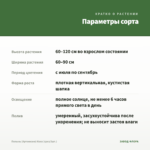 Полынь (Артемизия) Кола (срез/3шт.) — параметры сорта