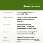 Розмарин (0,1л) — параметры сорта