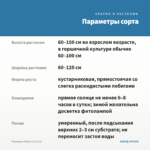 Розмарин Маресме (0,1л) — параметры сорта