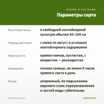 Розмарин (срез/3шт) — параметры сорта