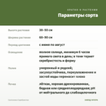 Сантолина Серебристая — параметры сорта