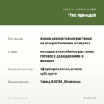 Сантолина Серебристая — что приедет