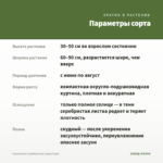 Сантолина Серебристая (срез/3 шт) — параметры сорта