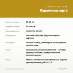 Сантолина Зеленая (срез/3 шт) — параметры сорта