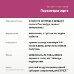 Сцевола Baby Pink Touch (0,1л.) — параметры сорта