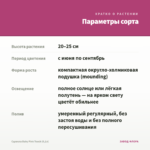 Сцевола Baby Pink Touch (0,1л) — параметры сорта