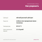Сцевола Baby Pink Touch (срезы/3шт) — как укоренить черенок