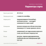 Сцевола Baby Pink Touch (срезы/3шт) — параметры сорта