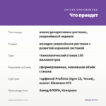 Сцевола Bali Blue (0,1л) — что приедет