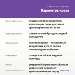 Сцевола Bali Blue (срезы/3шт) — параметры сорта