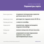 Сцевола Bicolor Lavender Blessing (срезы/3шт) — параметры сорта