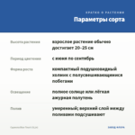 Сцевола Blue Touch (0,1л) — параметры сорта