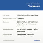 Сцевола Blue Touch (срезы/3шт) — что приедет
