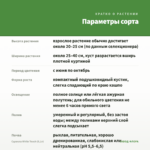 Сцевола White Touch (0,1л) — параметры сорта