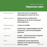 Сцевола White Touch (срезы/3шт) — параметры сорта