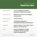 Седум Скальный Сизо-голубой (0,1л) — параметры сорта