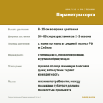 Седум Скальный Темно-зеленый (0,1л.) — параметры сорта