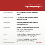 Шалфей ананасный Пино (0,1л) — параметры сорта