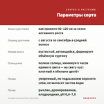 Шалфей ананасный Пино (срез/5шт) — параметры сорта