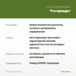 Сингониум White Batterfly — что приедет