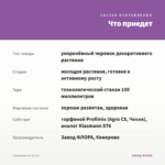 Стробилантес (0,1л) — что приедет