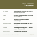 Суккулент Senecio Rowleyanus (Сенецио Роули) (0,1л) — что приедет