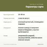 Тимьян Archers Gold Вариегатный — параметры сорта