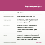 Тимьян Archers Gold Вариегатный — параметры сорта